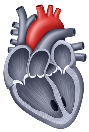 Imagem Correções de Doenças da Aorta